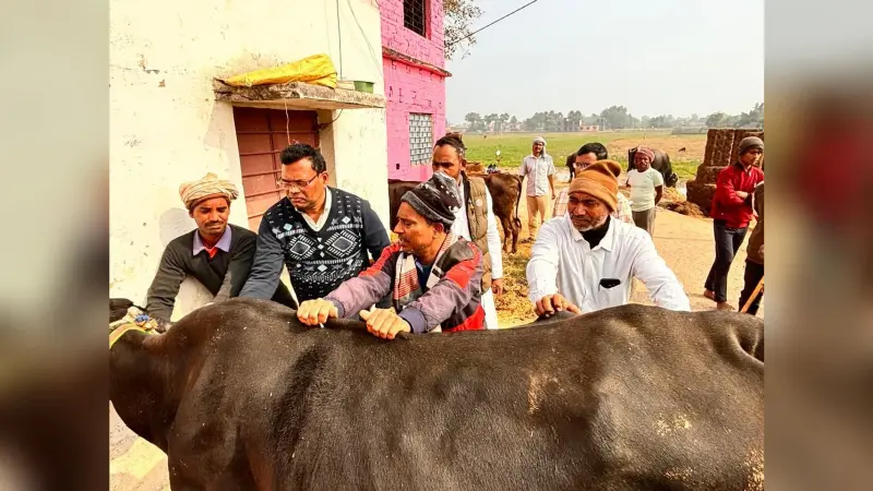 शिविर में 75 पशुओं का उपचार कर दी गयी दवा