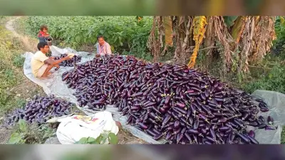 East Singhbhum : सब्जी की खेती से लाखों की कमाई, आत्मनिर्भर हो रहे किसान