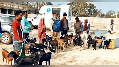 hajipur news. 27 लाभुकों को अनुदानित दर दी गयी उन्नत प्रजाति की बकरियां