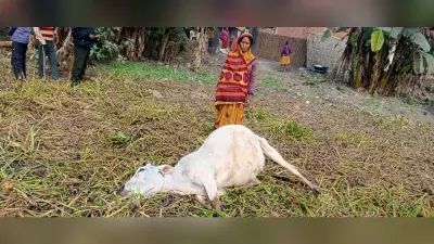 बिजली तार की चपेट में आने से मवेशी की मौत, मुआवजे की मांग