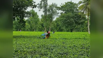 1990 में पूर्णिया से अलग होकर बना था किशनगंज जिला