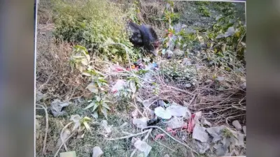 नवजात को उठा ले गया सुअर, देखती रह गयी पुलिस