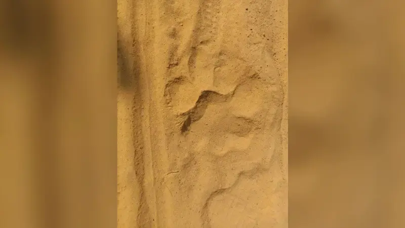 East Singhbhum News : घाटशिला से सटे काकड़ाझोर में मिले बाघ के पंजे के निशान, गांवों में अलर्ट