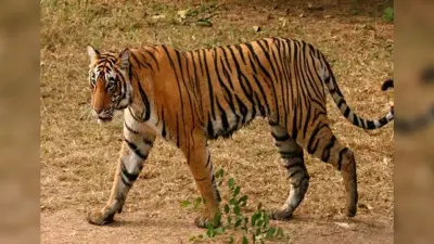 Jamshedpur News : बाघ के बंगाल सीमा पार करने की पुष्टि, कैमरे हटाये गये