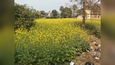 तिलहन के लिए मौसम है अनुकूल, लेकिन दलहन को हो सकता है नुकसान