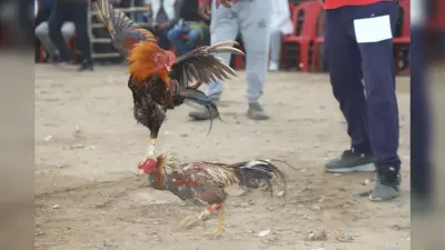 Jamshedpur News : भुइयांडीह में 300 जोड़ी मुर्गों के बीच रोमांचक मुकाबला, लड़ाकू मुर्गे की कीमत कर देगी हैरान