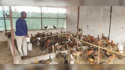 Chaibasa News : मुर्गीपालकों के लिए ””””सोनाली”””” बनी वरदान