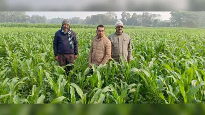 मटर के साथ मक्का की खेती कर कोढ़ा के किसान हो रहे खुशहाल