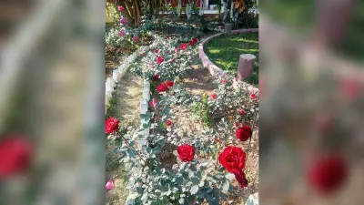 ranchi news : रांचीवासियों के आंगन में खिलखिला रहे इंडियन और हाइब्रिड वेराइटी के गुलाब