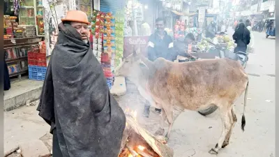 Darbhanga News: शीतलहर का कहर जारी, भरी दोपहरी में छूटती रही कंपकपी