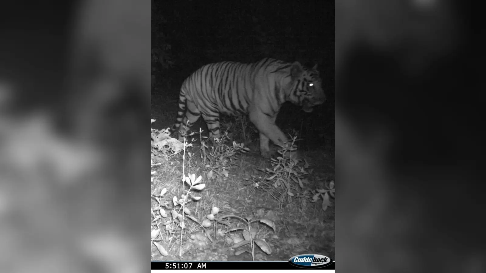 East Singhbhum news : बंगाल से पटमदा व एमजीएम क्षेत्र में आया बाघ, रात में घूमने पर रोक