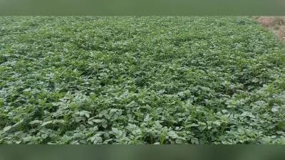 शीतलहर व ठंड से आलू फसल में पाला लगने का बढ़ रहा खतरा