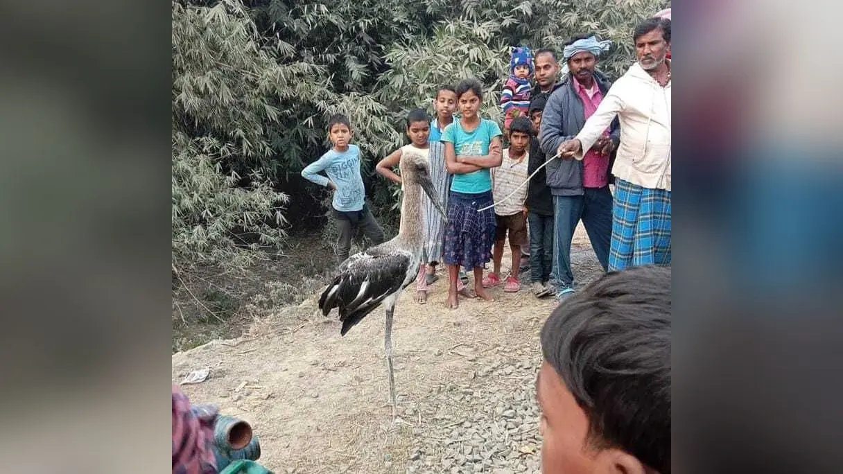 शोभापुर गांव से दुर्लभ प्रजाति की पक्षी देखने उमड़ी भीड़