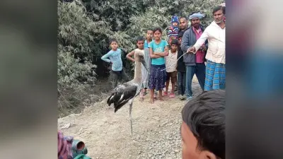 शोभापुर गांव से दुर्लभ प्रजाति की पक्षी देखने उमड़ी भीड़