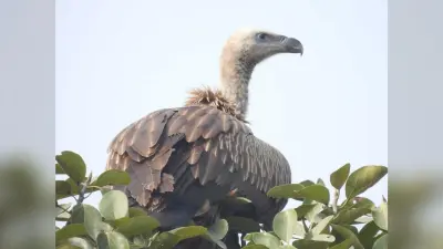 नागी पक्षी अभयारण्य क्षेत्र में मिला गिद्ध