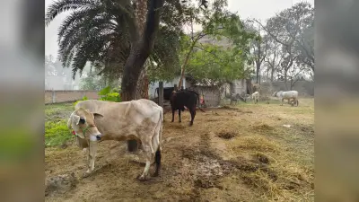 दुधारू गाय-भैंस देने की योजना में नहीं रुचि ले रहे हैं सप्लायर