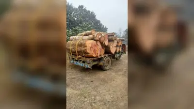 वन विभाग की टीम ने 12 बोटा मिश्रित लकड़ी किया जब्त
