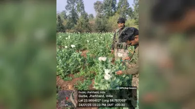 जीएम लैंड पर हो रही थी अफीम की खेती, पुलिस ने किया नष्ट