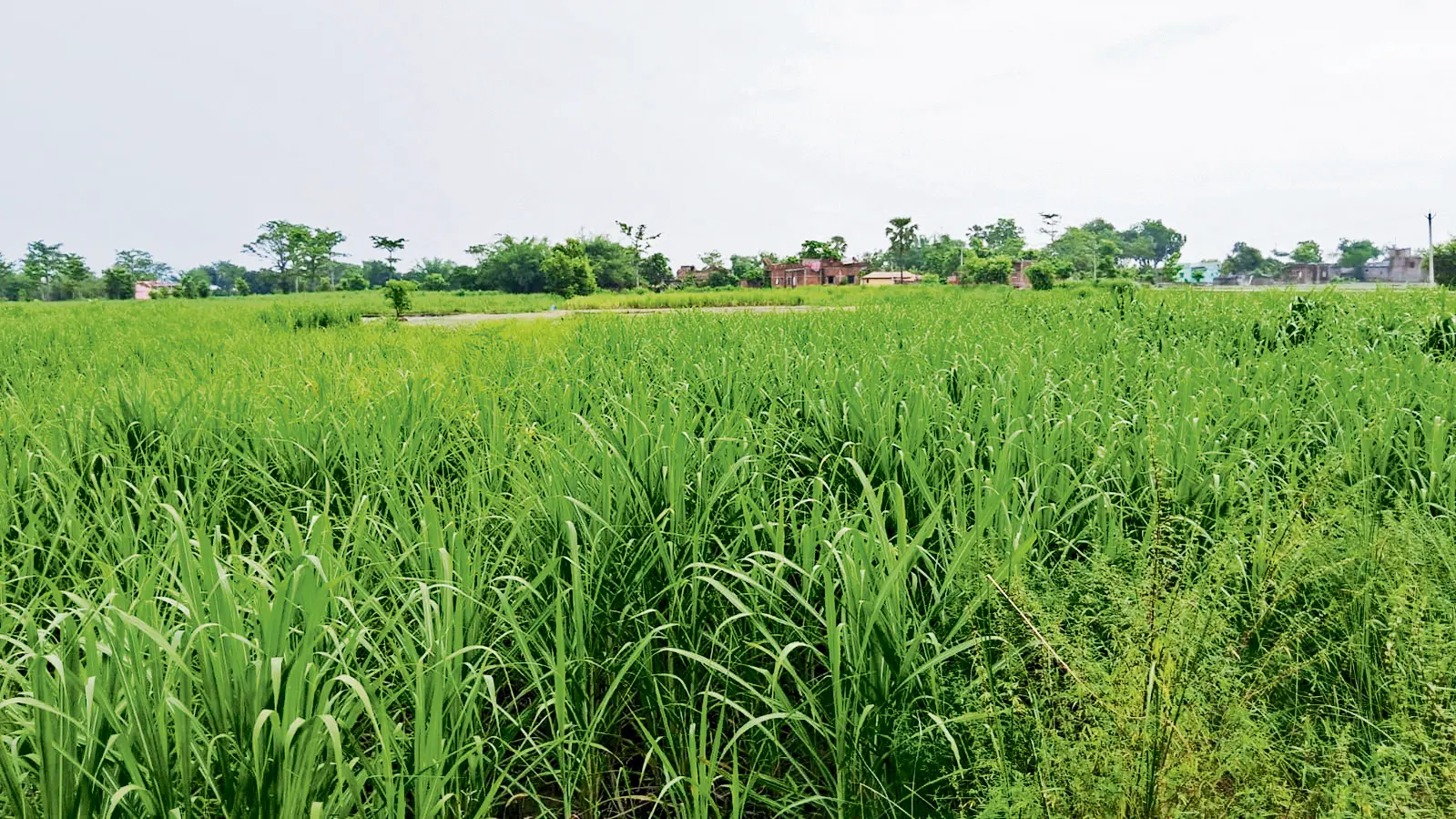 Gopalganj News : 10 रुपये प्रति क्विंटल और बढ़ गया गन्ने का मूल्य, इसी सत्र में किसानों को मिलेगा नये रेट का लाभ