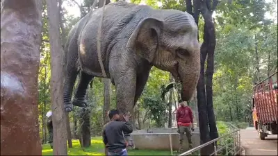 Video: दलमा वाइल्डलाइफ सैंक्चुअरी के गेट पर पर्यटकों का स्वागत करेंगे विशालकाय हाथी