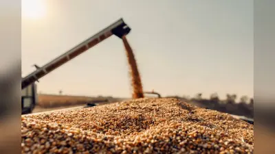 Export: भारत की रोटी खाएगा पूरा नेपाल, 2 लाख टन गेहूं का होगा निर्यात