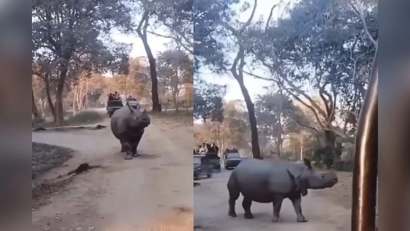 Viral Video: काजीरंगा में जीप सफारी के दौरान गैंडे के सामने गिरीं मां-बेटी, फिर हुआ ऐसा