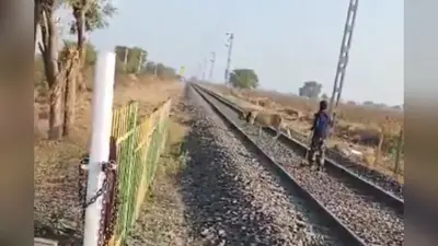 Viral Video: शेर को बकरी की तरह हांकता दिखा शख्स, वीडियो देखेंगे तो रह जाएंगे दंग