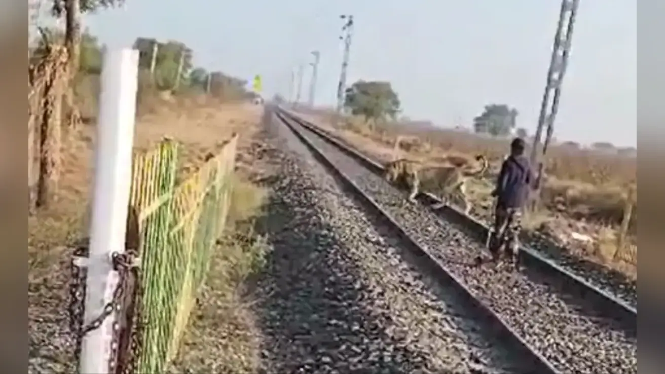 WATCH: रेलवे ट्रैक पर आ पहुंचा शेर, पालतू जानवर की तरह हांकने लगा बंदा, फिर जो हुआ…
