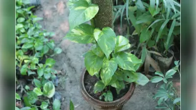 Money Plant Care : अगर आप भी अपने मनी प्लांट को रखना चाहते है हरा-भरा, तो जरूर करें ये काम