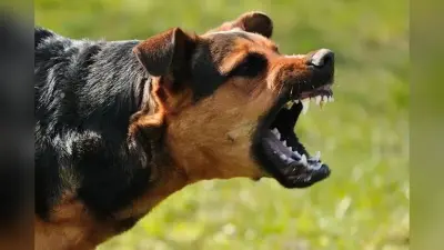 Muzaffarpur News: नए साल के मौके पर 124 लोगों को कुत्ते ने काटा, बीते 1 साल में 8000 को बना चुका है शिकार