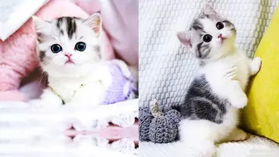 National Cat Day 2025 : 5 जनवरी मनाया जाता है नेशनल कैट डे, जानें कुछ इंटरेस्टिंग फैक्टस
