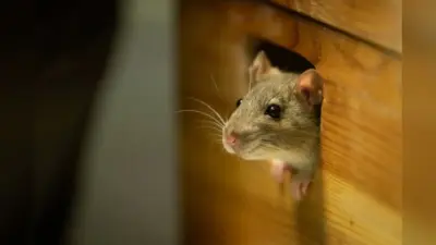 Mouse Repellent: घर पर अब नहीं बचेंगे एक भी चूहे, छुटकारा पाने के लिए इस्तेमाल करें ये चीजें