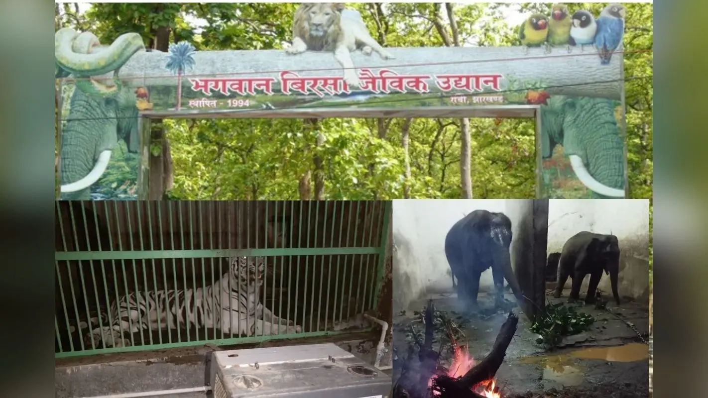 Birsa Biological Park: ओरमांझी के चिड़ियाघर में अब मिलेगा स्काई वॉक का आनंद, शीशे में नजर आयेंगे शेर और बाघ