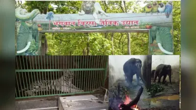 रांची के ओरमांझी जू में बाघ, शेर ले रहे हीटर का आनंद, हाथियों के लिए अलाव, कड़ाके की ठंड में पक्षियों के लिए क्या हैं इंतजाम?