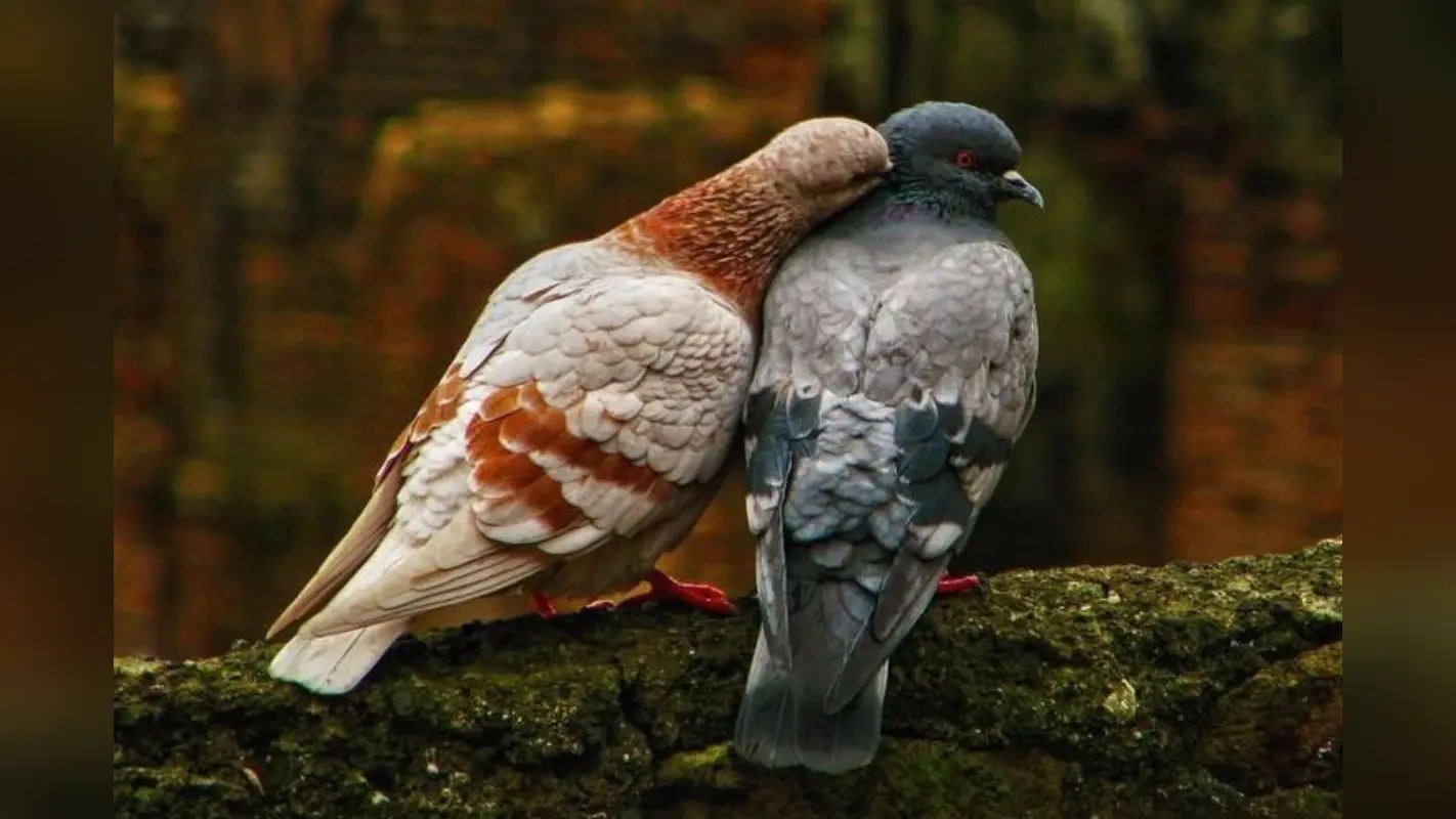 Are pigeons the laziest birds?: सबसे आलसी पक्षी होते है कबूतर? जानें क्यों माने जाते हैं ये सुस्त स्वभाव के लिए मशहूर