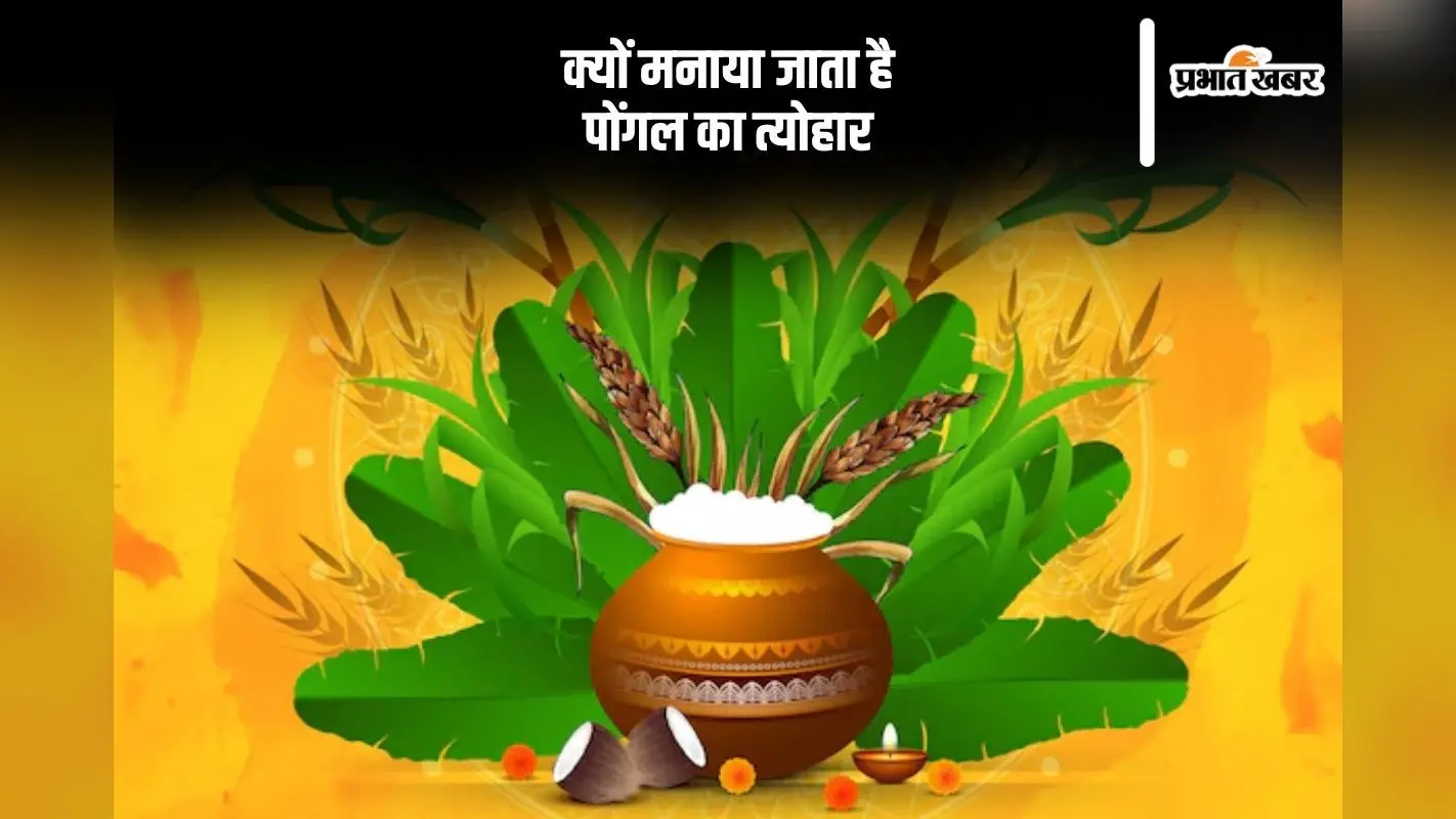 क्यों मनाते हैं पोंगल का त्योहार, यहां से जानें