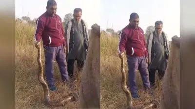 Bihar News: बगहा के खेल मैदान में अचानक आया 12 फीट लंबा अजगर, लोगों में मची खलबली, देखें वीडियो
