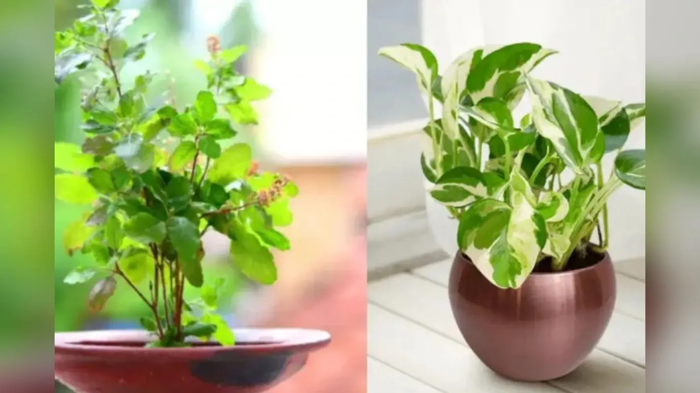 Tulsi Plant Benefits : घर में तुलसी का पौधा लगाने के धार्मिक और आध्यात्मिक लाभ