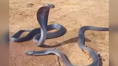 नाग की मौत पर विलाप करती नागिन, देखें वीडियो
