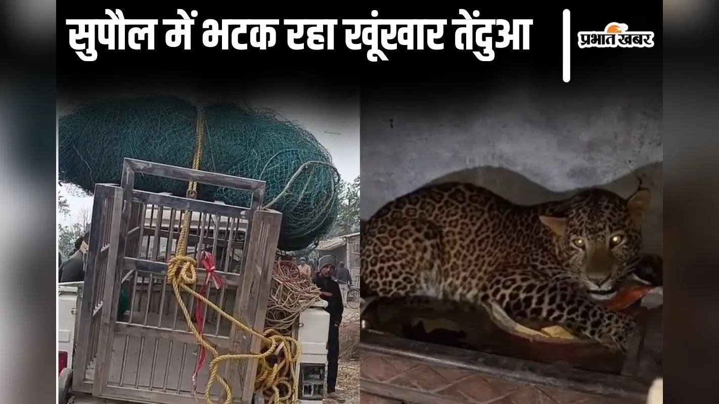 Video: सुपौल में भटक रहा है खूंखार तेंदुआ, महाजाल-पिंजड़ा और ट्रेंकुलाइजर गन लेकर पहुंची एक्सपर्ट टीम