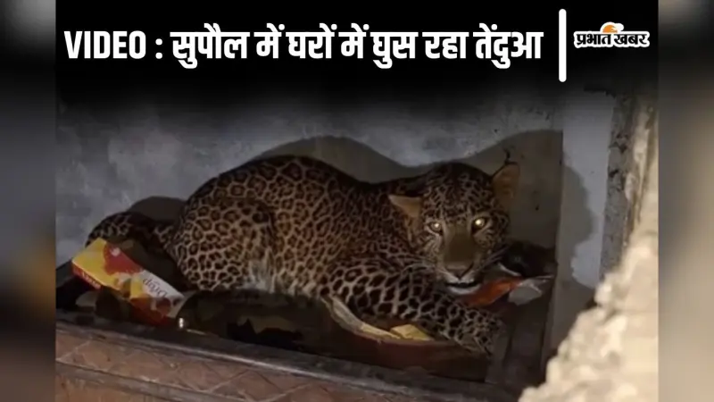 Video: बिहार के सुपौल में घरों में घुस रहे तेंदुआ को देखिए, पूजा घर में जाकर बैठा तो भागी महिला