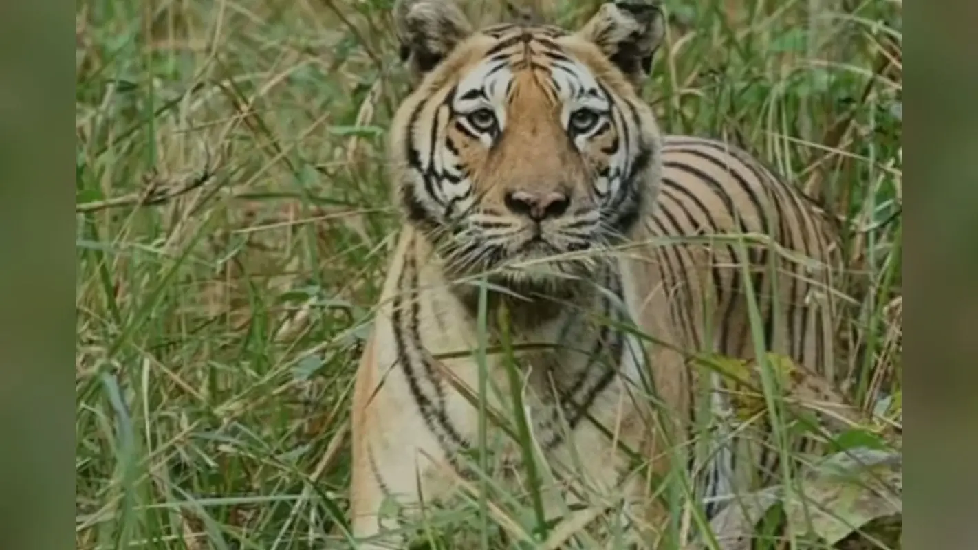 Tiger News: झारखंड में यहां घूम रहा है बाघ, दहशत में ग्रामीण, जोखिम में शिक्षकों की जान