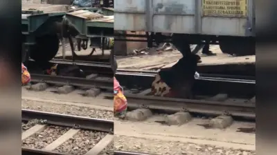 Viral Video: महिला के ऊपर से निकल गई पूरी की पूरी ट्रेन, वीडियो देख थम जाएंगी सांसे