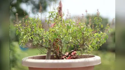 Tulsi Plant Care: सर्दियों में भी रखें तुलसी के पौधे को हरा-भरा, अपनाएं ये आसान तरीके