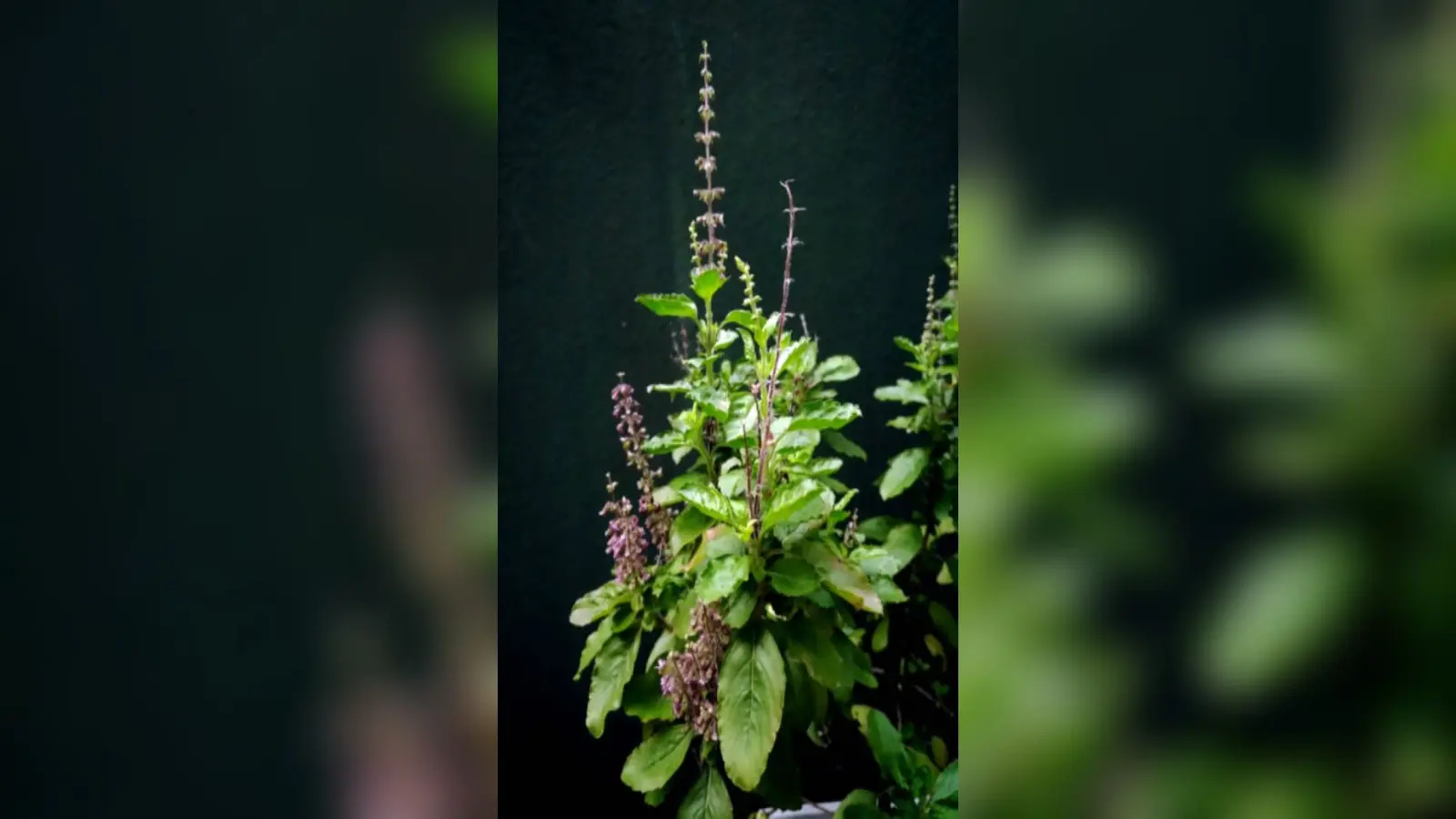 Gardening Tips: सर्दियों में सूख रहे तुलसी के पौधे? इस तरह रखें उन्हें सुरक्षित
