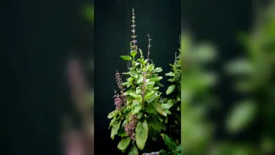 Gardening Tips: सर्दियों में सूख रहे तुलसी के पौधे? इस तरह रखें उन्हें सुरक्षित