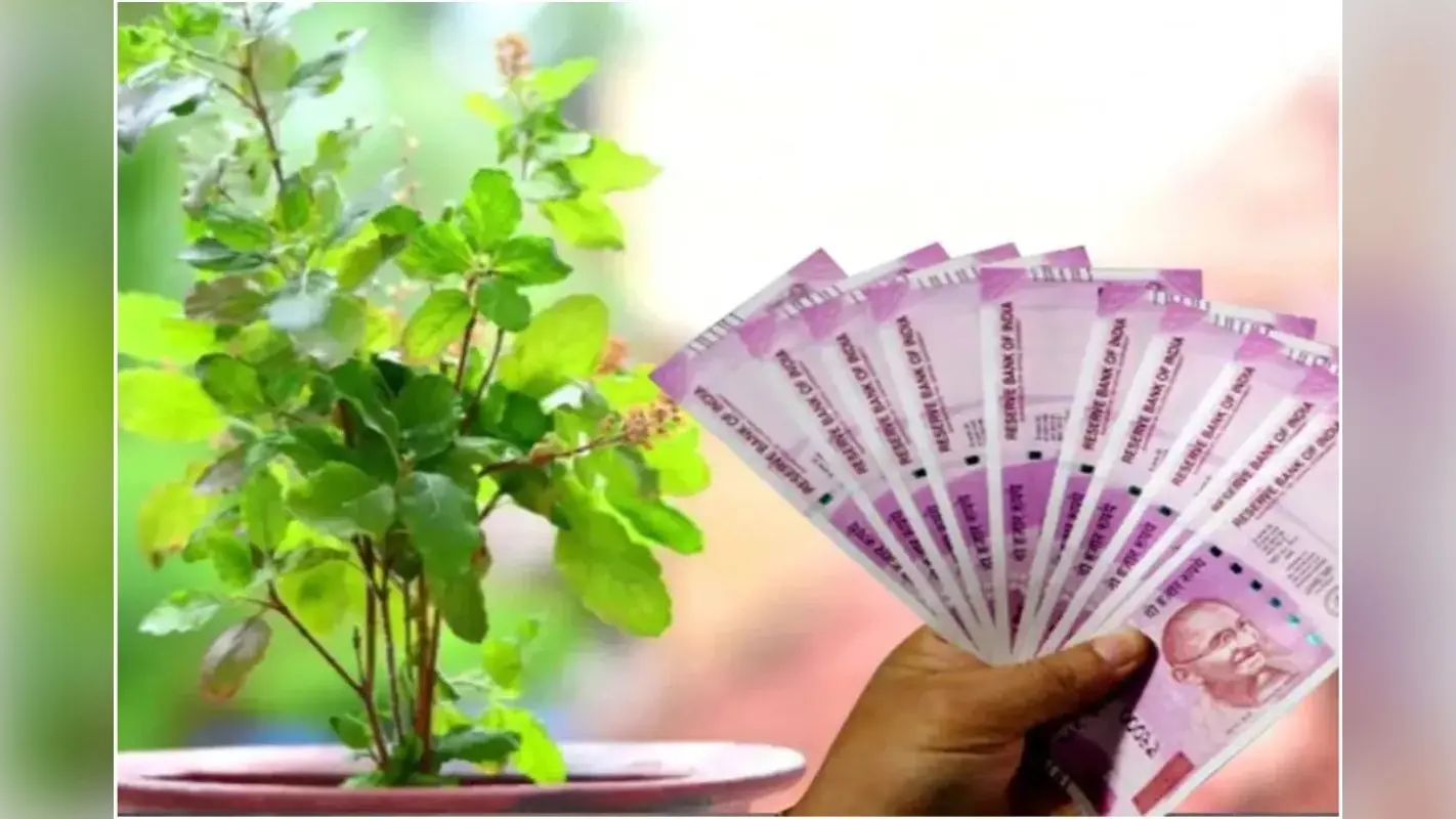 Tulsi Remedies For Wealth : आपके घर में भी होगी पैसों की बारिश, अपनाएं तुलसी के यह अचूक उपाय