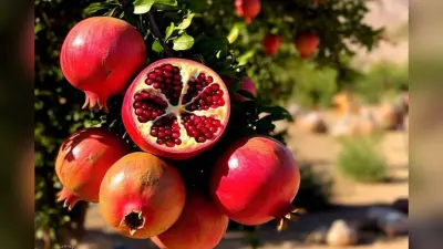 Benefits of Pomegranate: सुबह खाली पेट खाएं 4 चम्मच अनार के दाने, वजन घटाने के साथ बालों और दिमाग के लिए भी है फायदेमंद