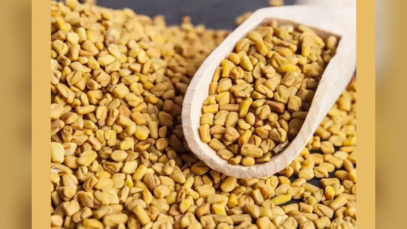How to use Fenugreek Seed for Hair: मेथी दाने को उबालकर या पीसकर बालों पर कैसे लगाएं? जानें आसान तरीके