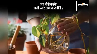 चोरी कर मनी प्लांट लगाना सही है या नहीं, जानें क्या कहता है वास्तु शास्त्र